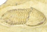 Lower Cambrian Bondonella Trilobite - Issafen, Morocco #381188-3